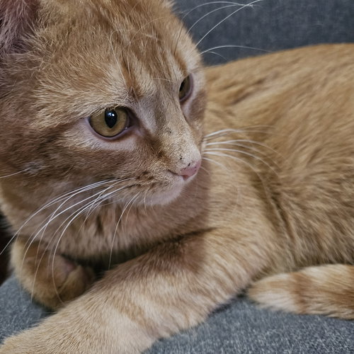 picture of the cat needing adoption