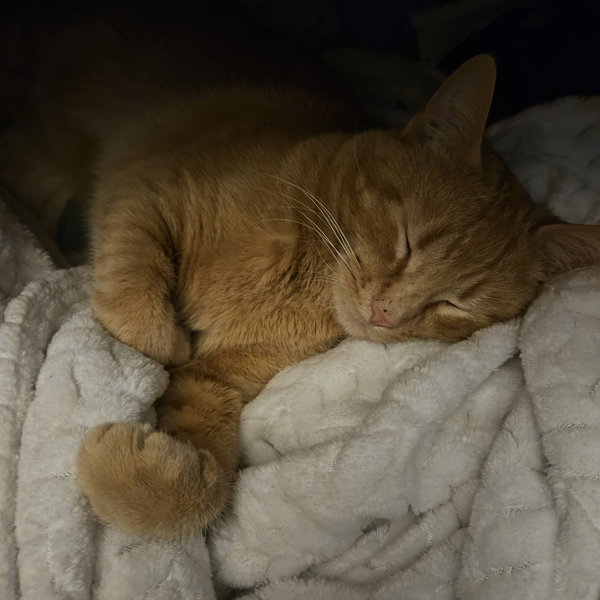 Harvey