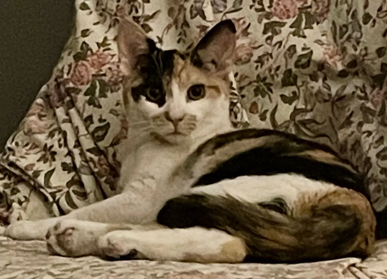 Butter - Calico