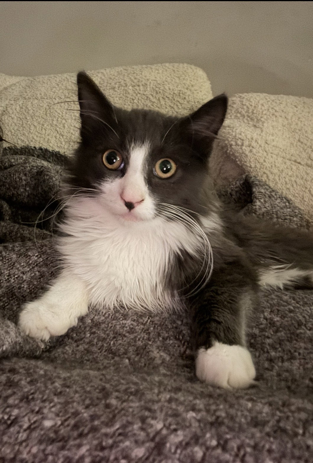 Tookie Image