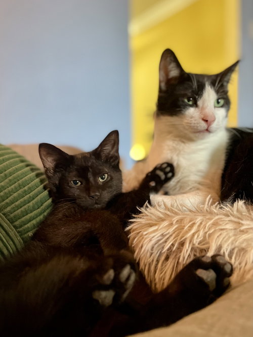 picture of the cat needing adoption