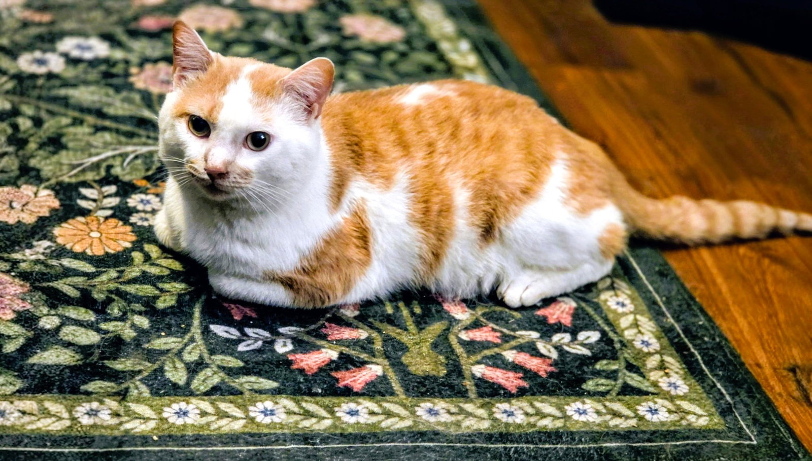 Creamsicle