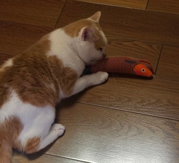 Creamsicle