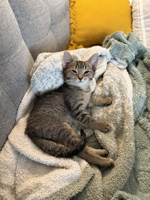 picture of the cat needing adoption