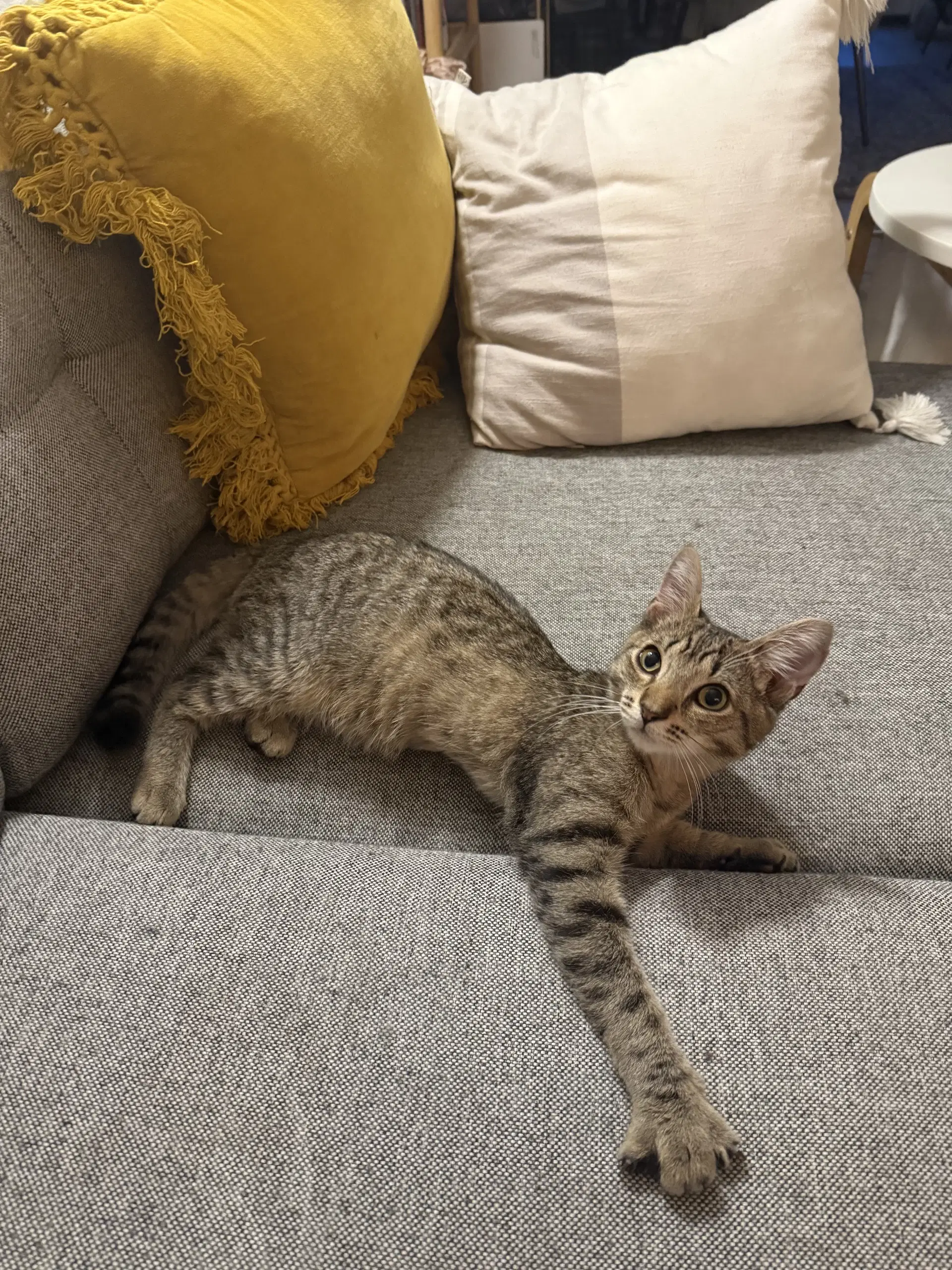 Dre Mayfaire - Domestic Short Hair