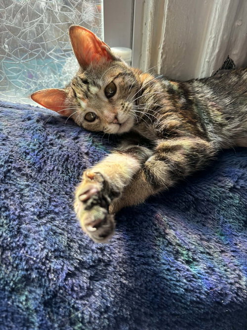 Chica, an adoptable Domestic Short Hair in Philadelphia, PA