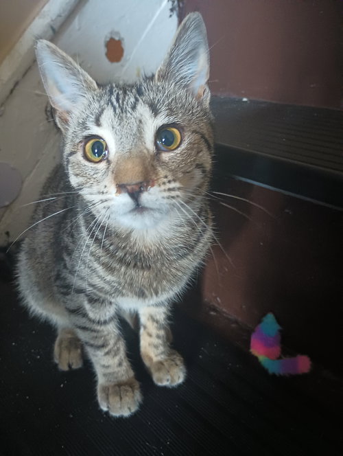 Chicken, an adoptable Tabby in Philadelphia, PA