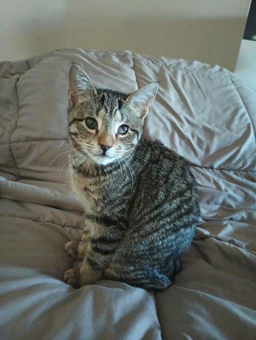 Cozmo, an adoptable Domestic Short Hair in Philadelphia, PA