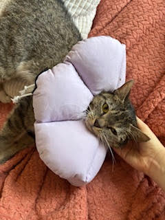 Daisy, an adoptable Domestic Short Hair in Philadelphia, PA