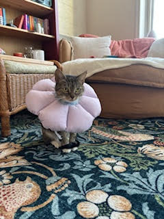 Photo 5 of Daisy