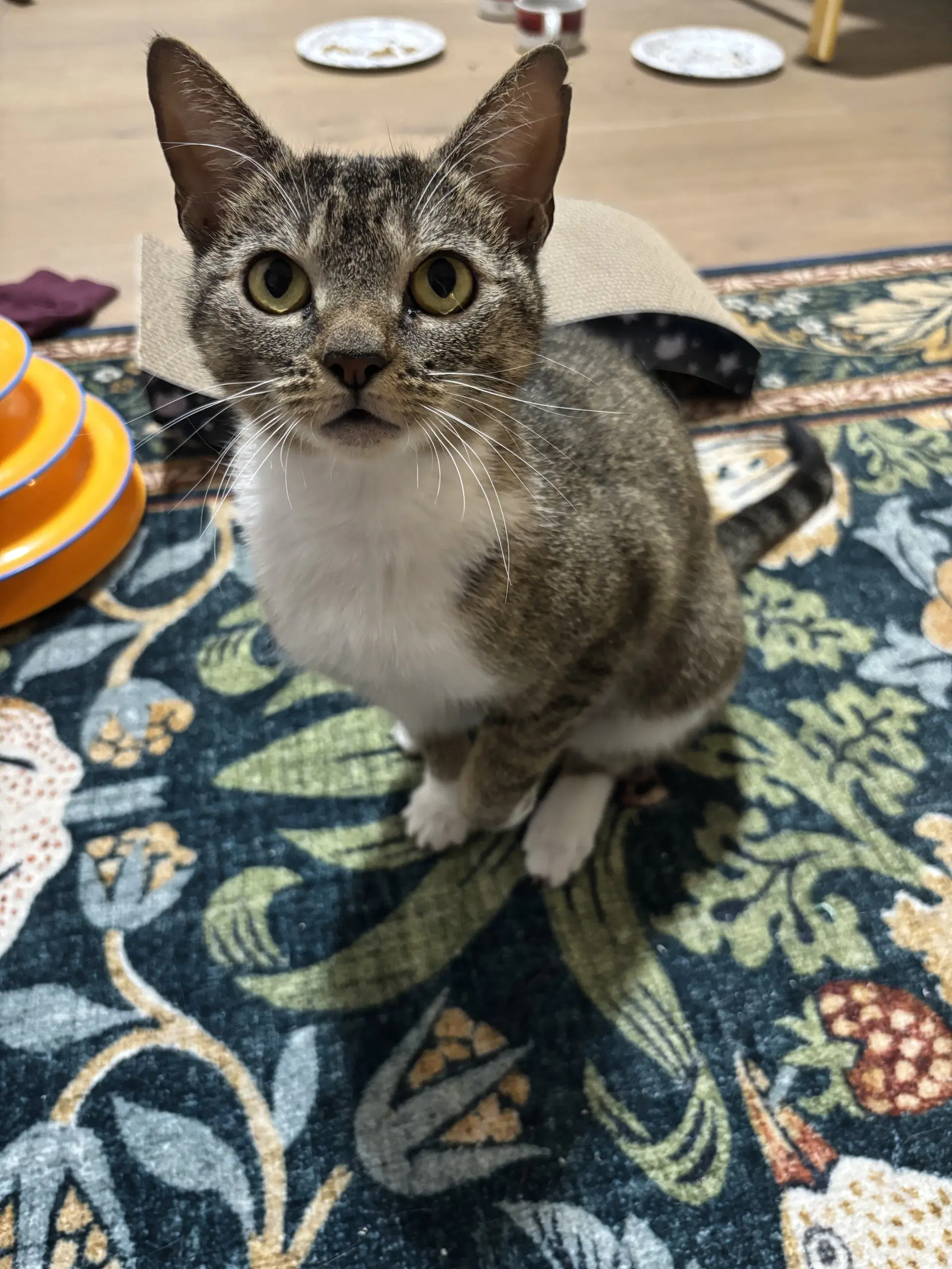 Daisy - Domestic Short Hair
