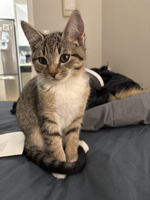 Belly, an adoptable Domestic Short Hair in Philadelphia, PA