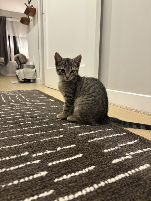 Olive, an adoptable Domestic Short Hair in Philadelphia, PA