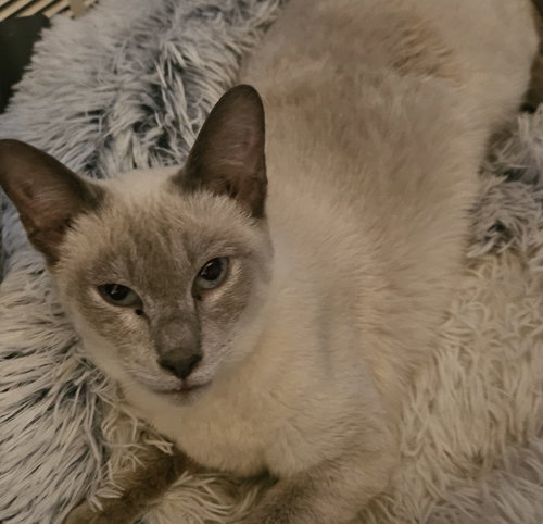 Hannah, an adoptable Domestic Short Hair in Philadelphia, PA