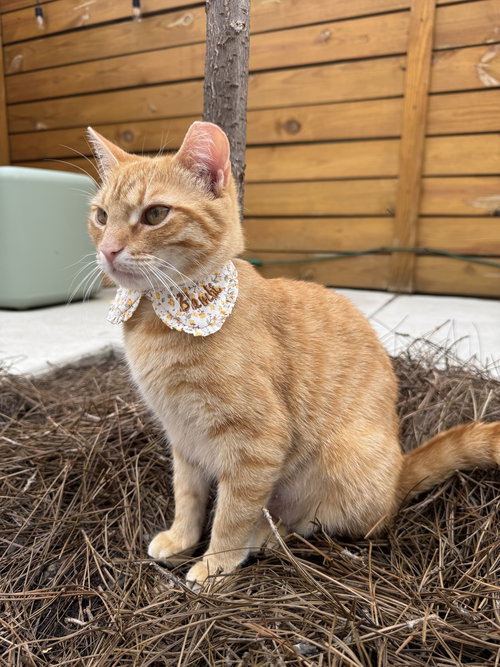 Bambi, an adoptable Domestic Short Hair in Philadelphia, PA