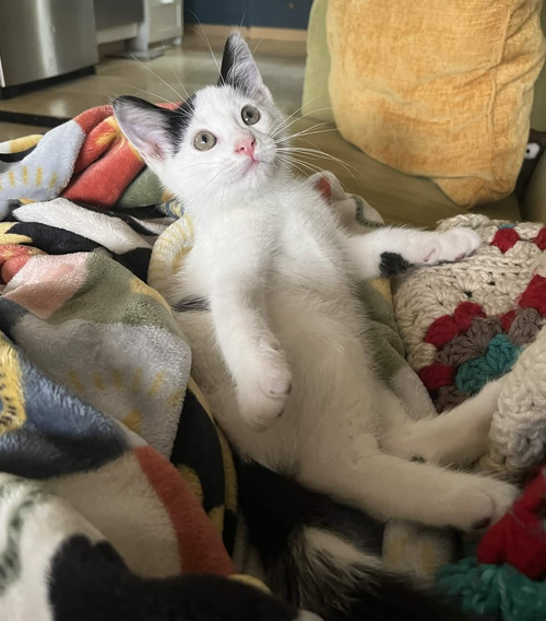 Smootch, an adoptable Domestic Short Hair in Philadelphia, PA