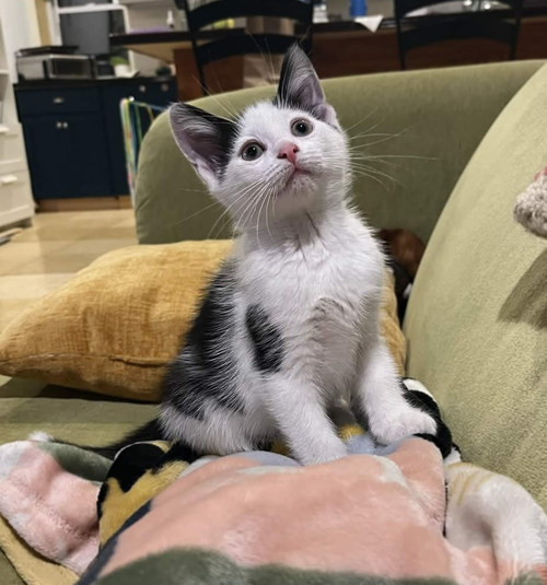 Bisou, an adoptable Domestic Short Hair in Philadelphia, PA
