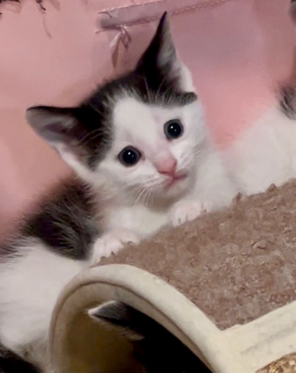 Bisou