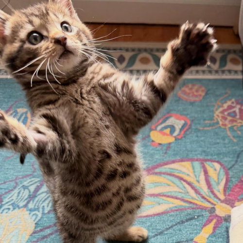 Squid, an adoptable Domestic Short Hair in Philadelphia, PA