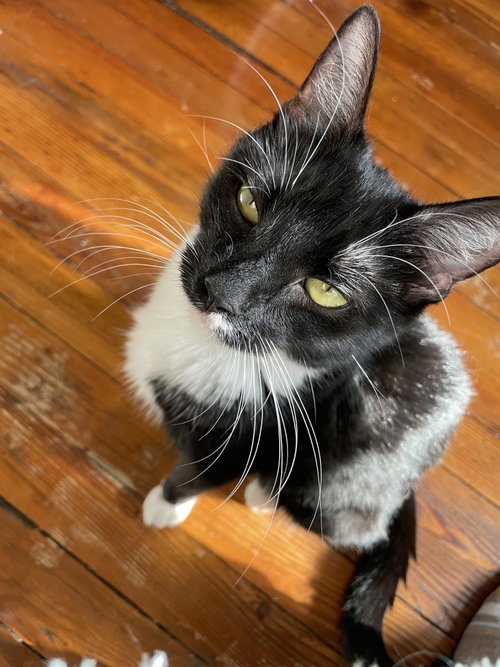 Joyce, an adoptable Tuxedo in Philadelphia, PA