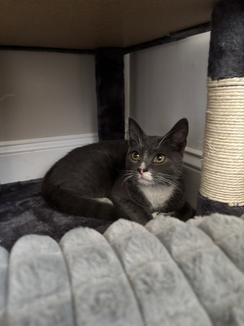 Hoppy, an adoptable Domestic Short Hair in Philadelphia, PA