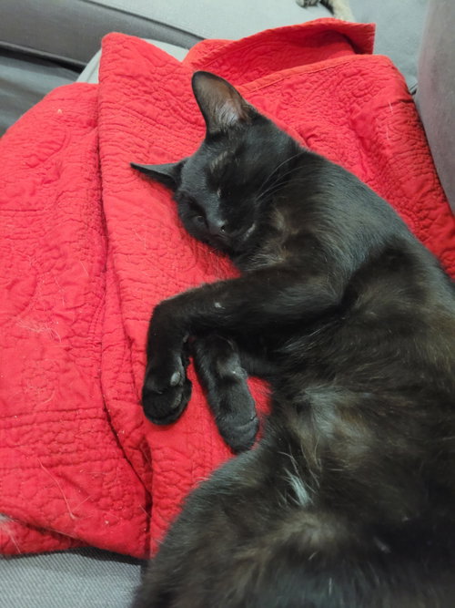 Midnight, an adoptable Domestic Short Hair in Philadelphia, PA