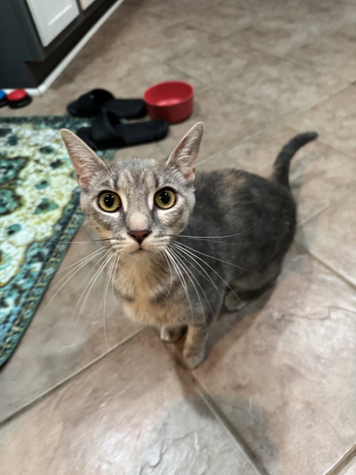 Valerie, an adoptable Domestic Short Hair in Philadelphia, PA