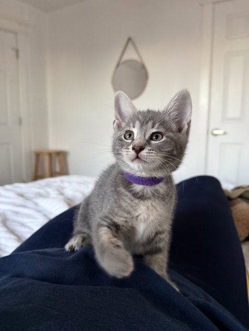 Chaga, an adoptable Domestic Short Hair in Philadelphia, PA