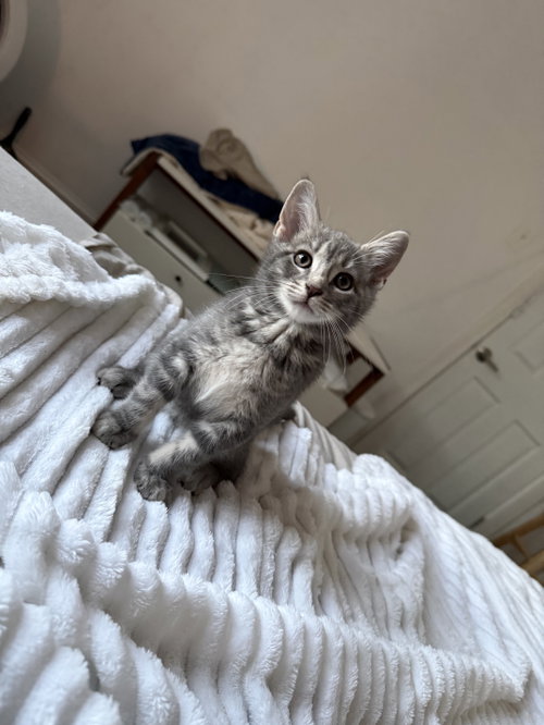 Reishi, an adoptable Domestic Short Hair in Philadelphia, PA