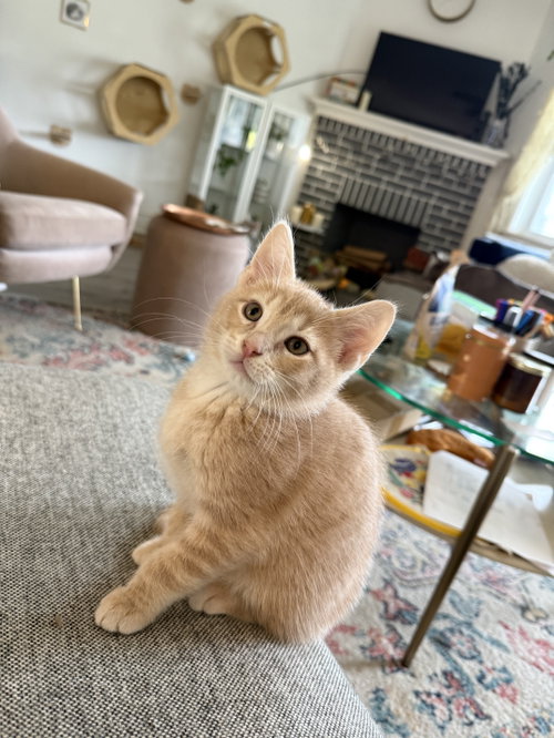 Turkey Tail, an adoptable Domestic Short Hair in Philadelphia, PA