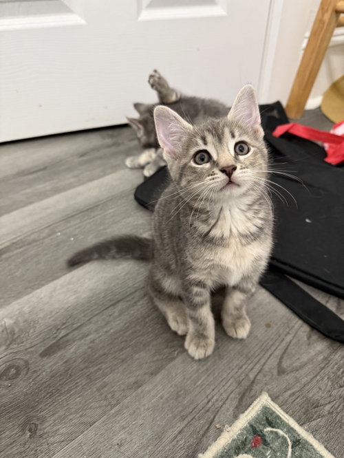 Cordyceps, an adoptable Domestic Short Hair in Philadelphia, PA