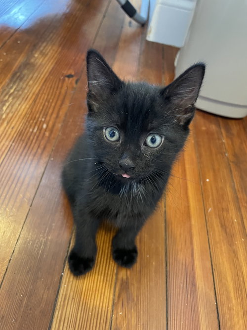 Frodo, an adoptable Domestic Short Hair in Philadelphia, PA