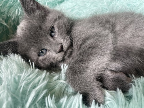 Wilfred, an adoptable Domestic Short Hair in Philadelphia, PA