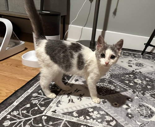 Scampi, an adoptable Domestic Short Hair in Philadelphia, PA