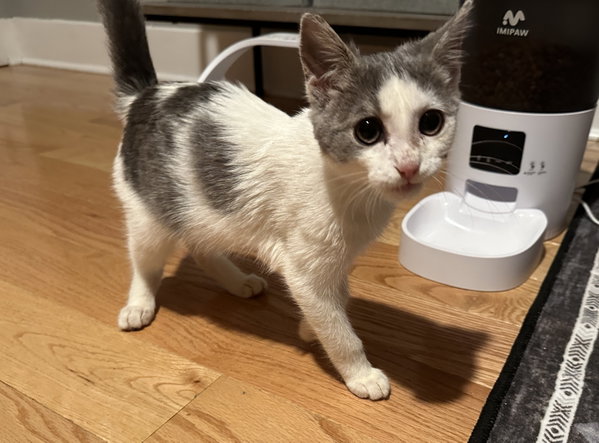Scampi