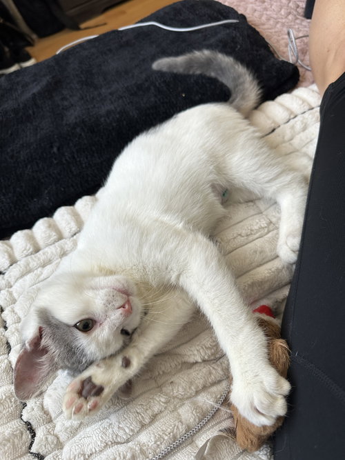 Scampi, Baby Domestic Short Hair / Mixed (short coat), cat for adoption in Camden, New Jersey