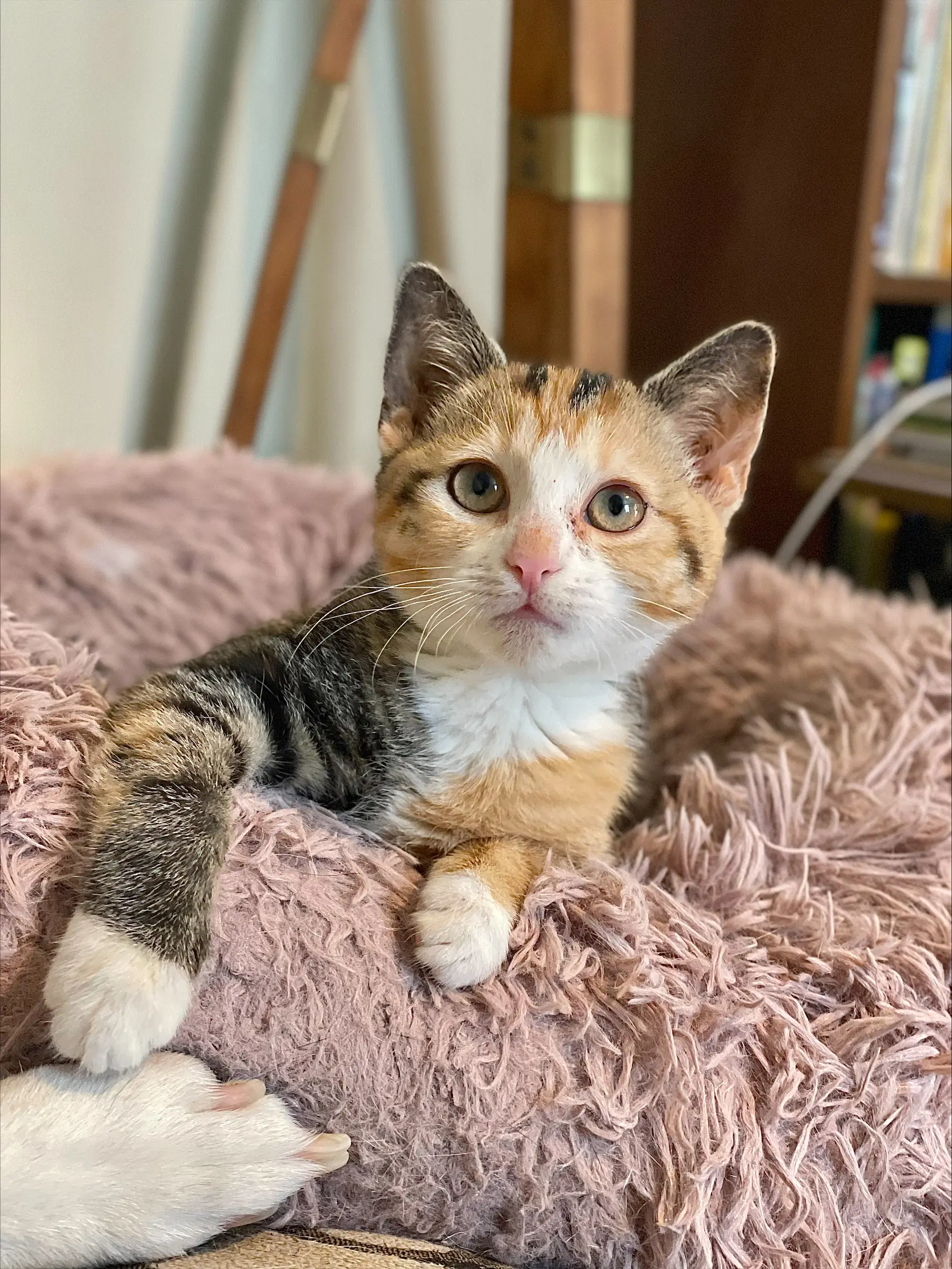 Elsa - Domestic Short Hair
