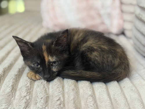 Calamari, an adoptable Domestic Short Hair in Philadelphia, PA