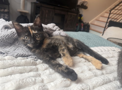 Calamari, an adoptable Domestic Short Hair in Philadelphia, PA
