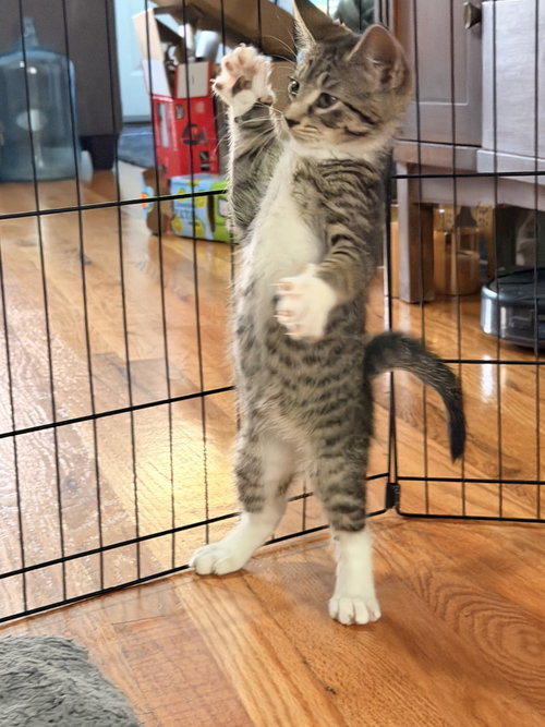 Messi, an adoptable Domestic Short Hair in Philadelphia, PA