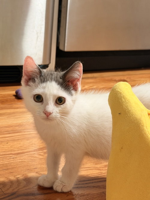 Ronaldo, an adoptable Domestic Short Hair in Philadelphia, PA