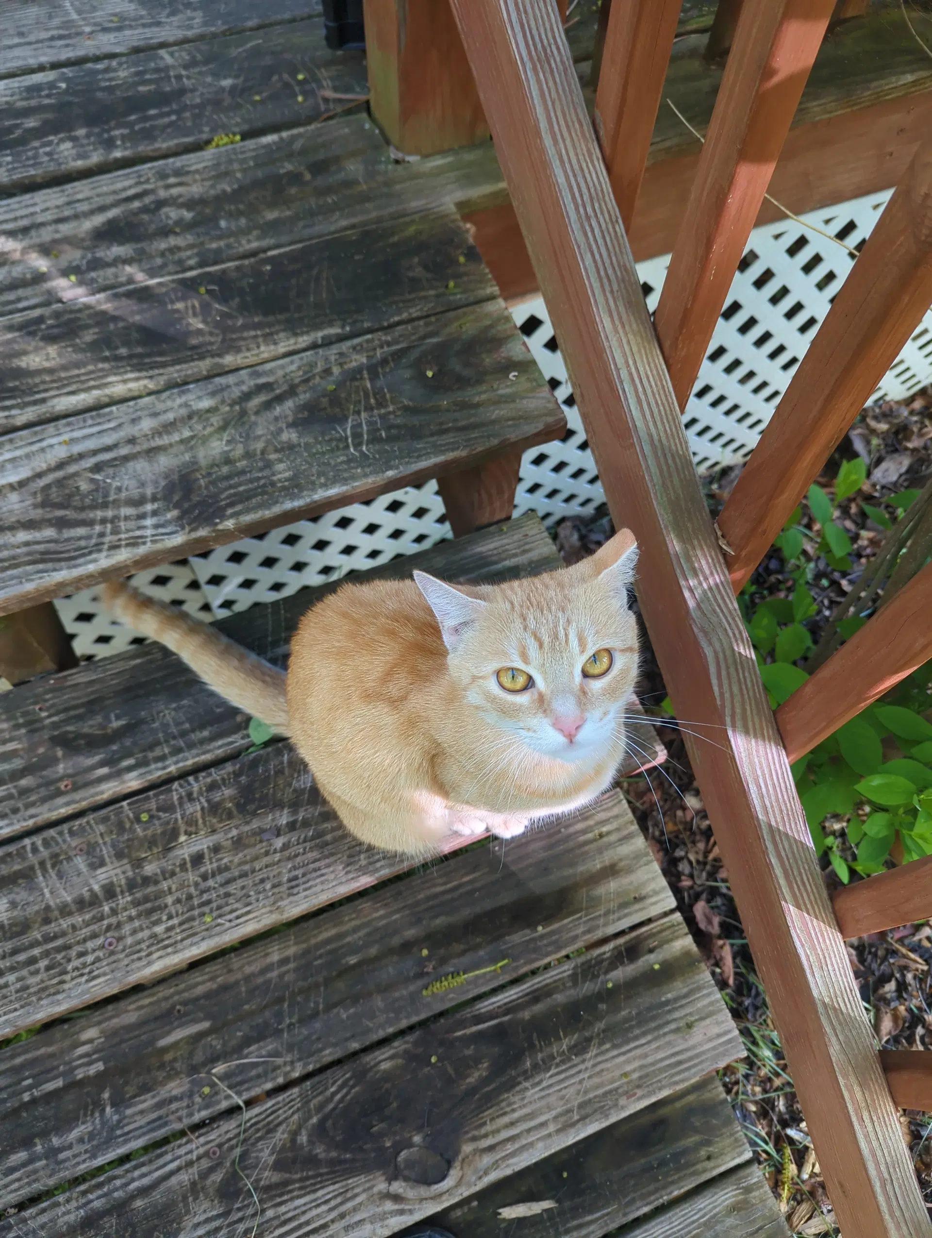 Biscuit - Domestic Short Hair