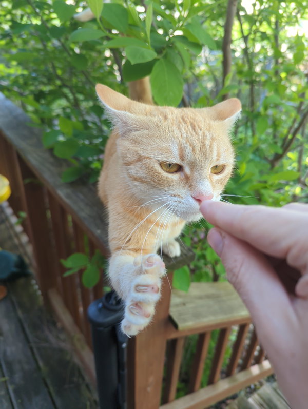 Biscuit