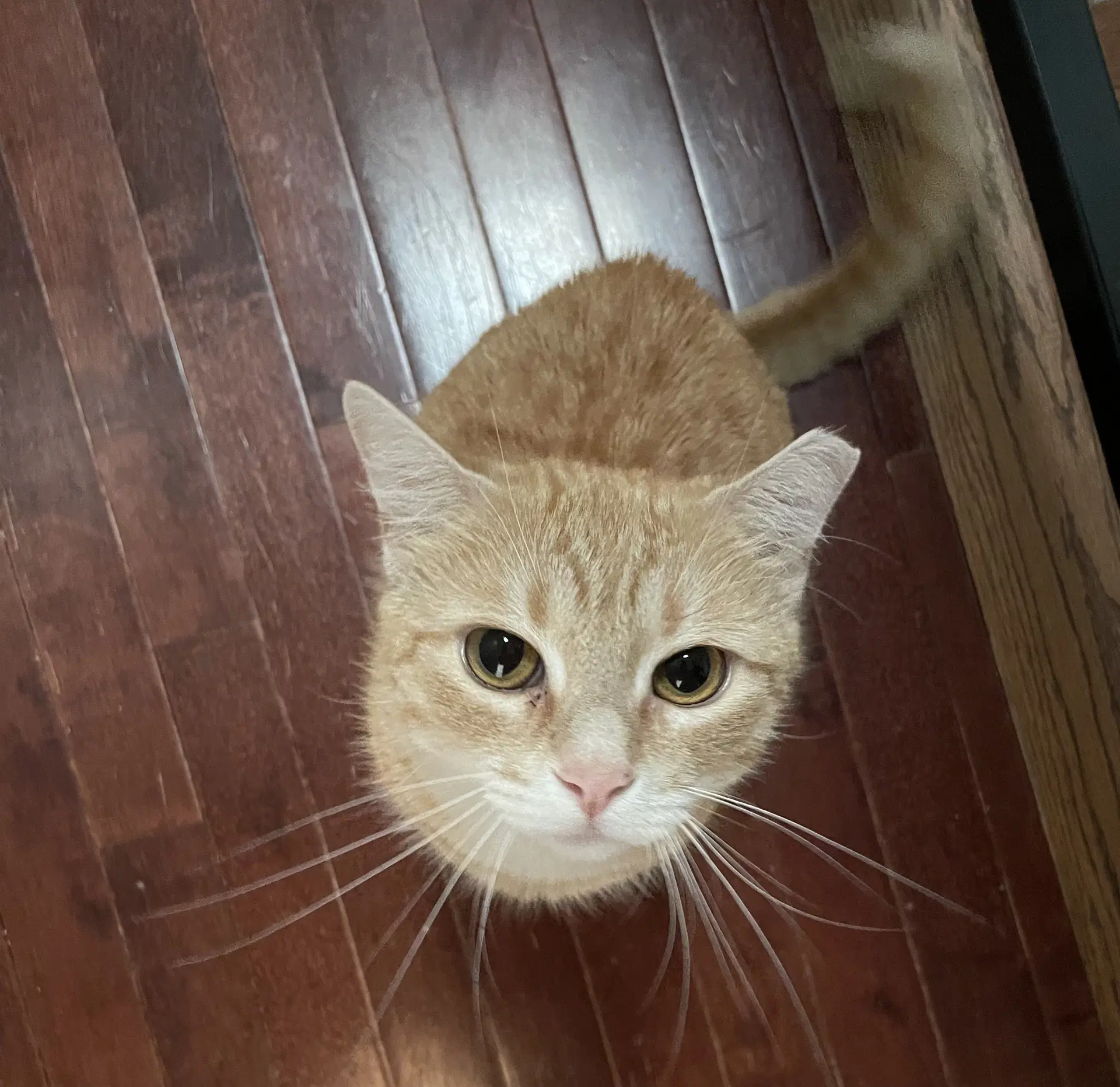 Biscuit image 2