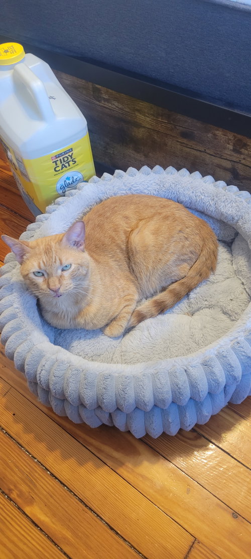 Ed, an adoptable Domestic Short Hair in Philadelphia, PA