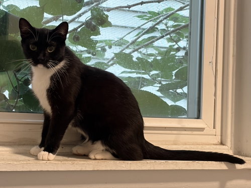 Ruby, an adoptable Domestic Short Hair in Philadelphia, PA