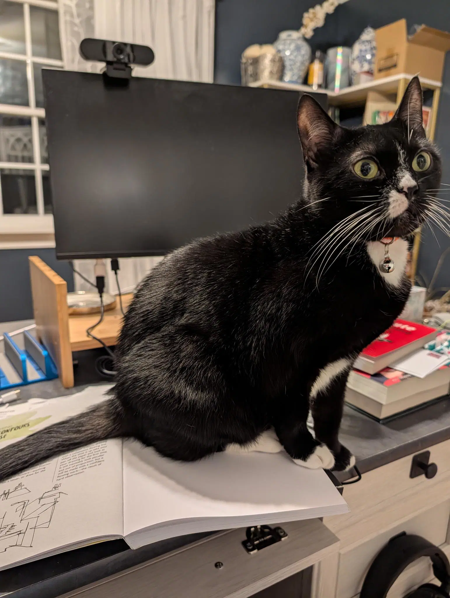 Kira - Domestic Short Hair