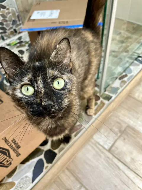 Firefly - Domestic Short Hair