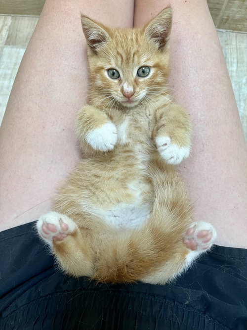Ernie, an adoptable Domestic Short Hair in Philadelphia, PA