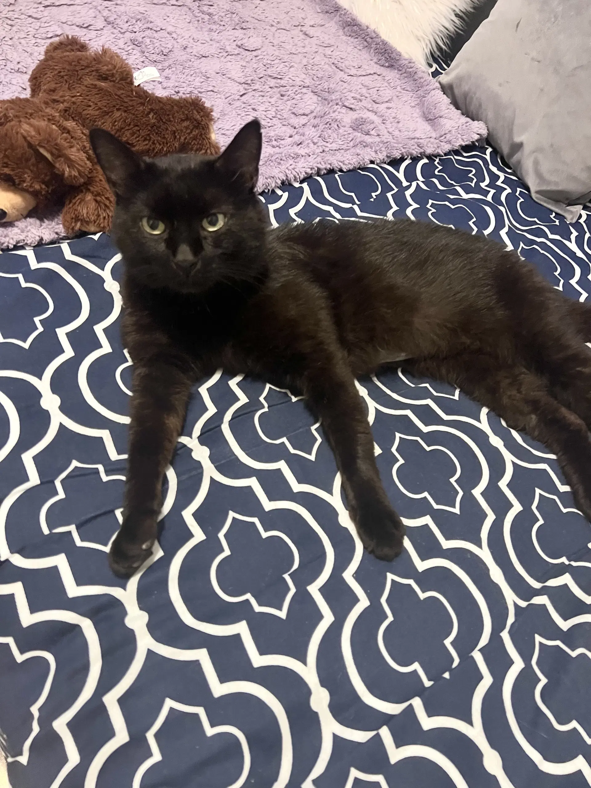 Midnight - Domestic Short Hair